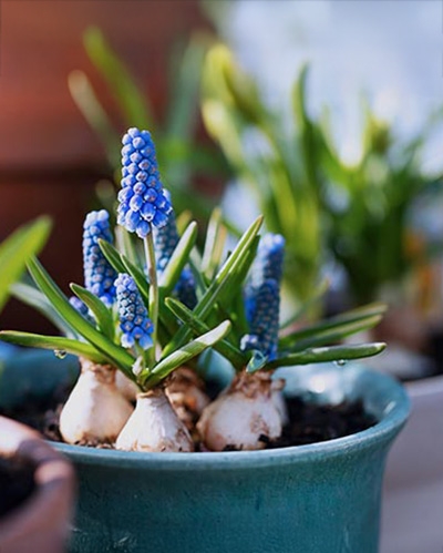 Illustration des étapes pour rempoter une plante verte en février, de l’arrosage au remplissage du pot.